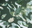 Petal Riot Print